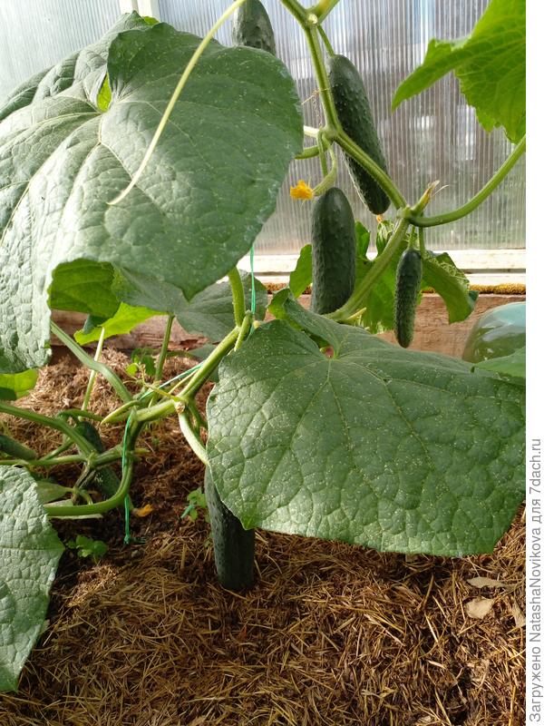 друзья приятели