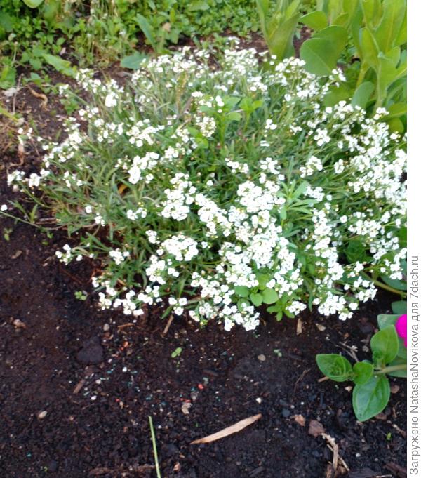 а в клумбе не лезут к нему