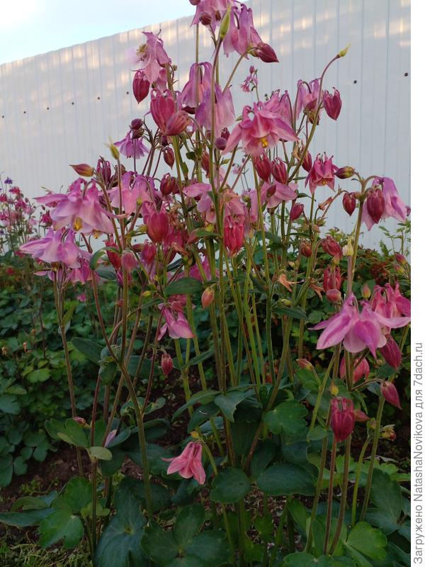 аквилегии цветут