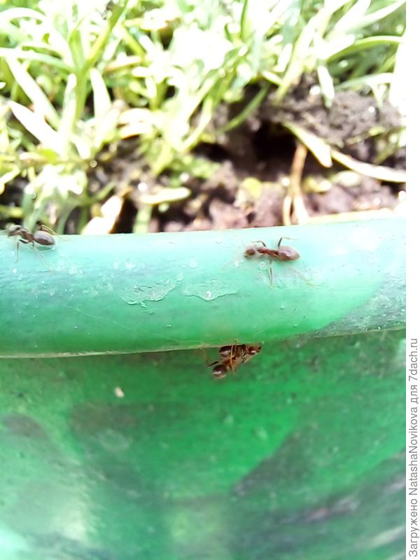 муравьи - зараза(( атаковали бочку с алиссумом, не могу прогнать