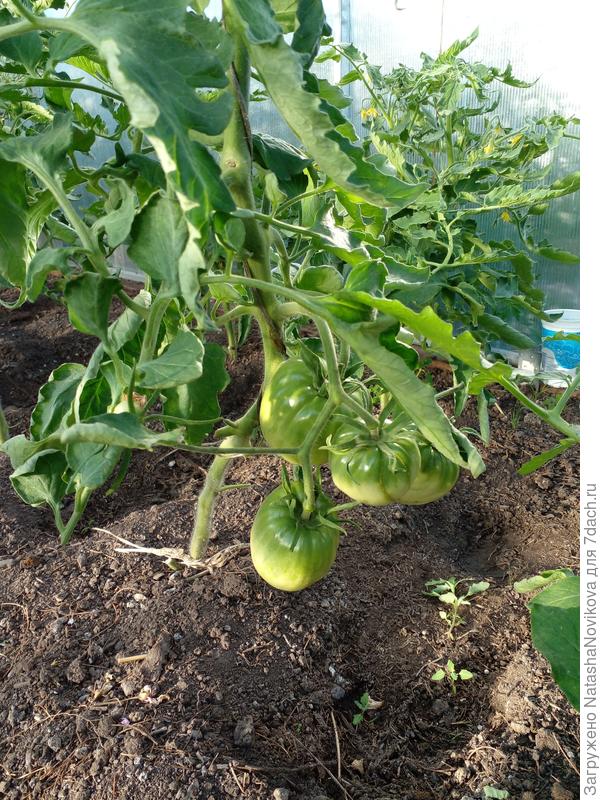 на нижней кисти е более 4 томатов завязывается