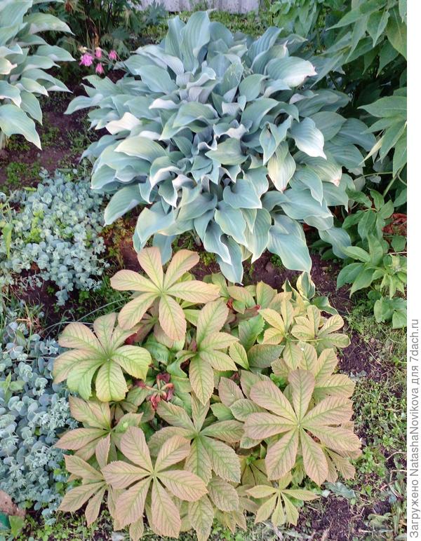 хосты и роджерсии поправляются