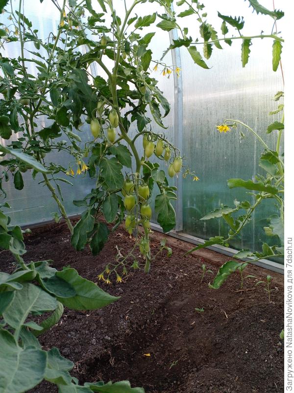 у пламя кисти длинные