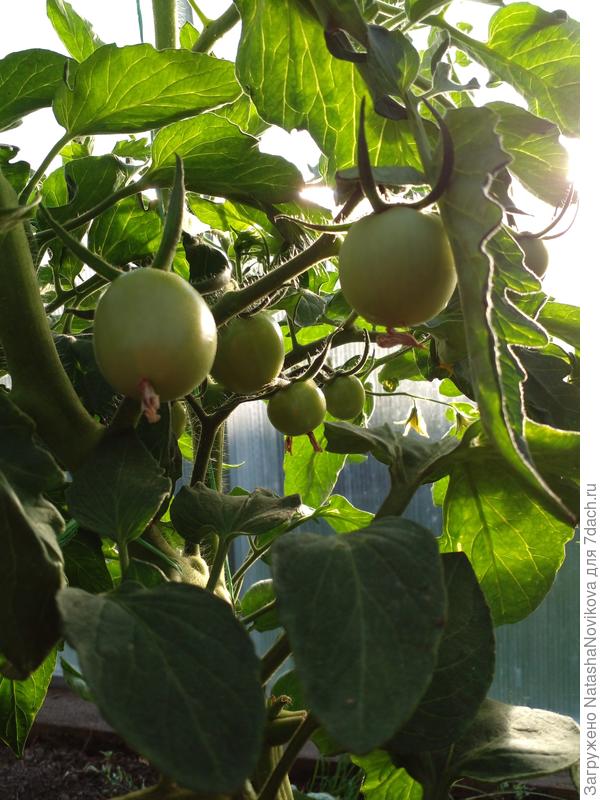 золотой мужичок