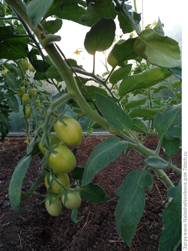 серебристое сердце нынче хуже, чем в прошлом сезоне