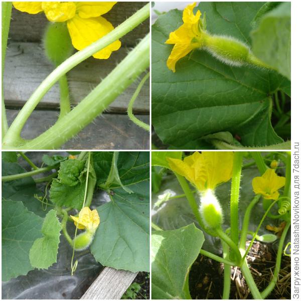 когда подсохнет, прищипну все плети