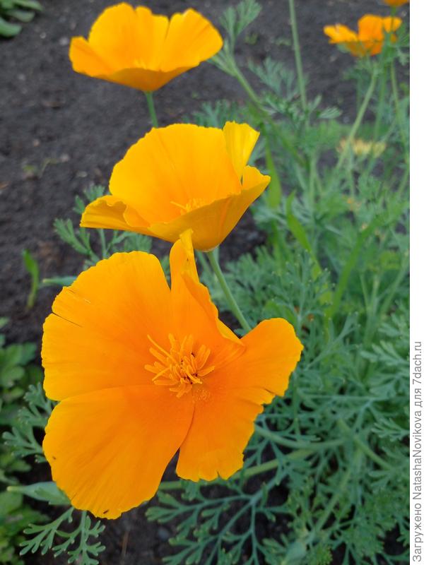 Солнечного лета и настроения.