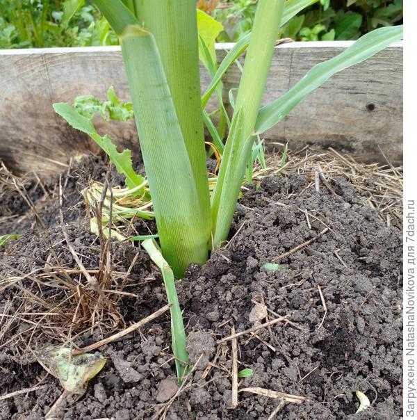 Лена, это отдельный стебель