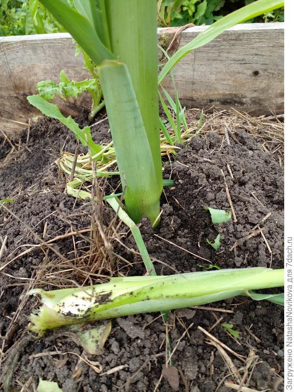 мне сказали такие стебли убирать