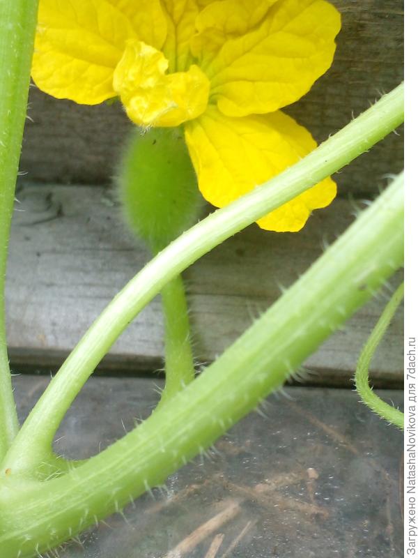 появились новые цветочки, вроде женского типа