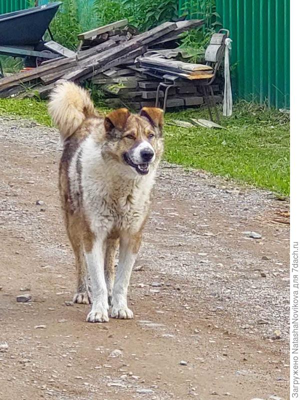 Бима кормит вся деревня