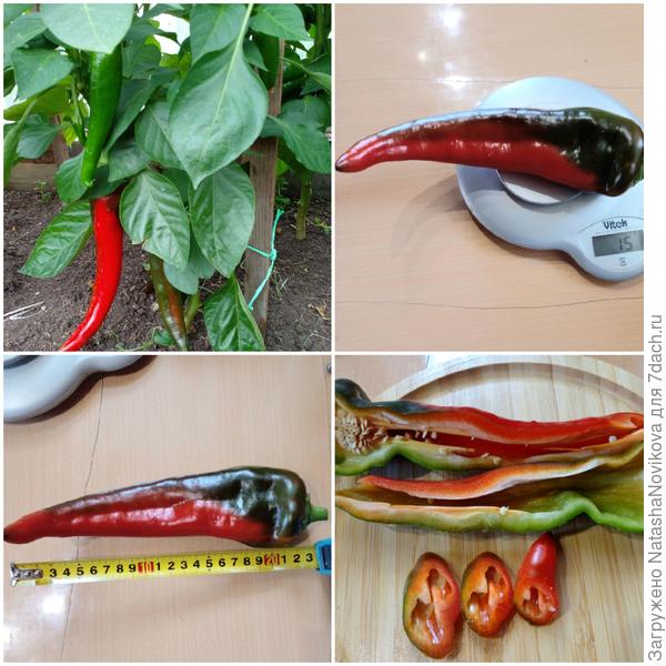 спасибки Юлечке, "ласанта" радует сочностью и вкусом