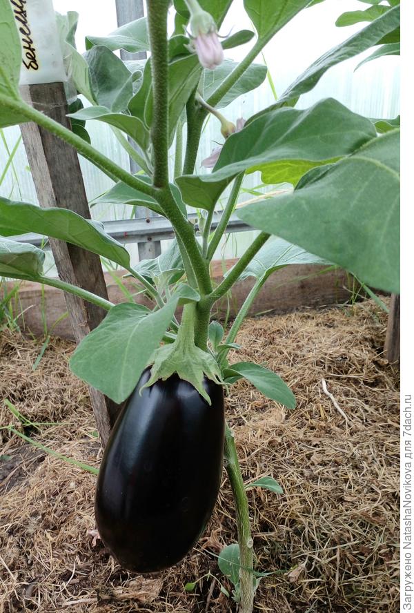 от Аллочки баклажан "бенеция"