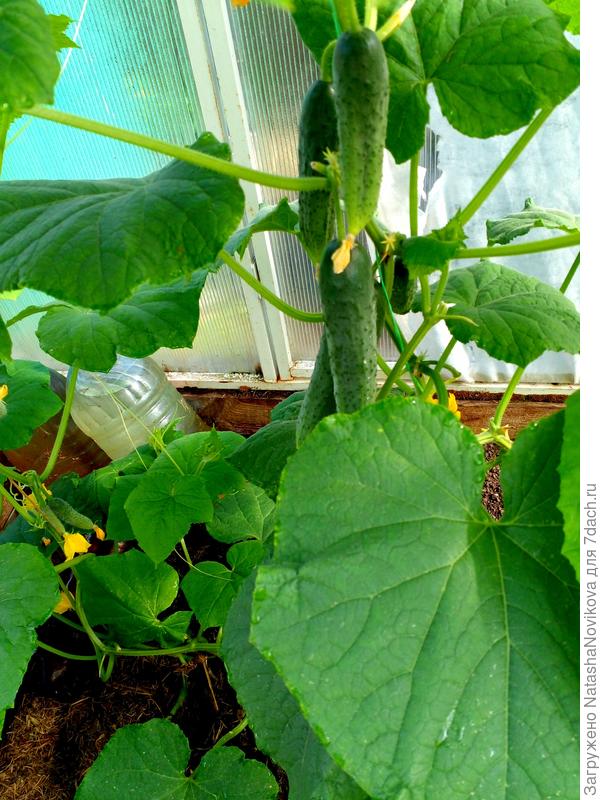 друзья приятели, они худенькие у меня