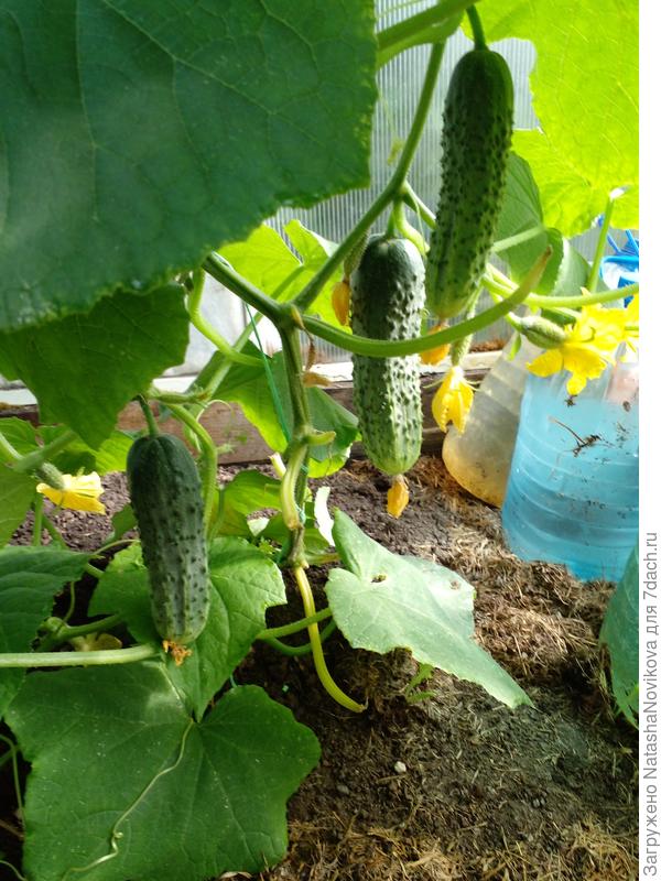 птапшка ранняя всегда с полосочками и быстро огурчики перерастают