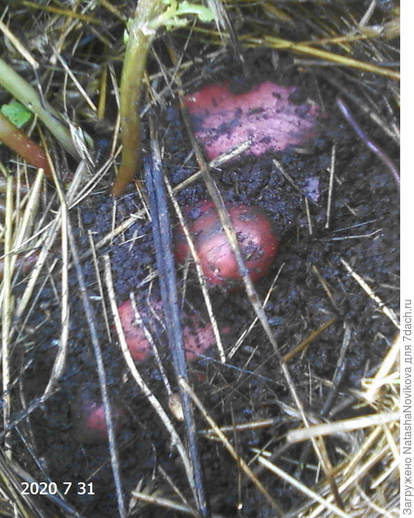 вот такой казус был с картошкой в дождливое лето 2020 года, она буквально плавала под мульчей из сена/соломы