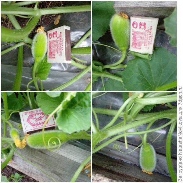 таких будущих дынек штучек семь