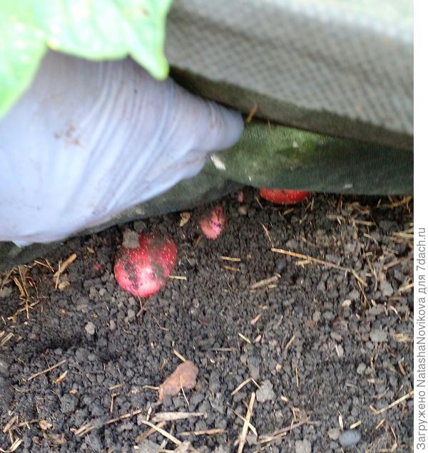 под укрывным много земляных комочков