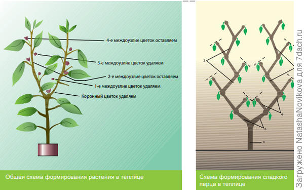 Как формировать перец в теплице фото У перца бутонов много, но он их скидывает. Что делать? - ответы экспертов 7dach.