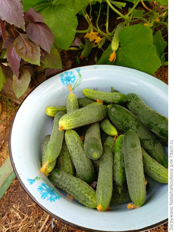 сегодня опять буду малосолить