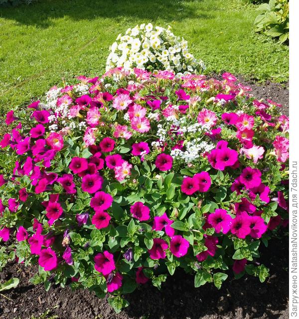 цветёт, вообщем грех обижаться))