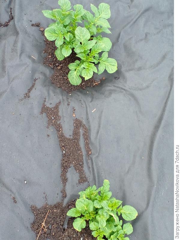 всходила картошка 10 дней