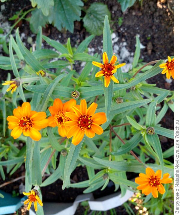 и цинии похожи на ромашки))