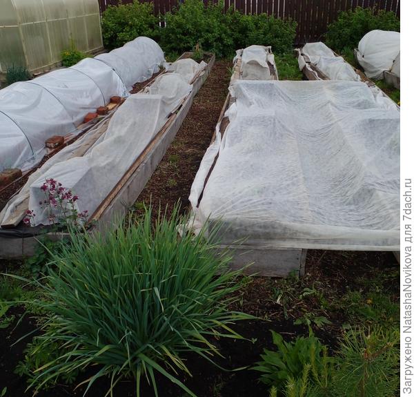 перед заморозками набрасывала укрывной, но маленько всё равно прихватило