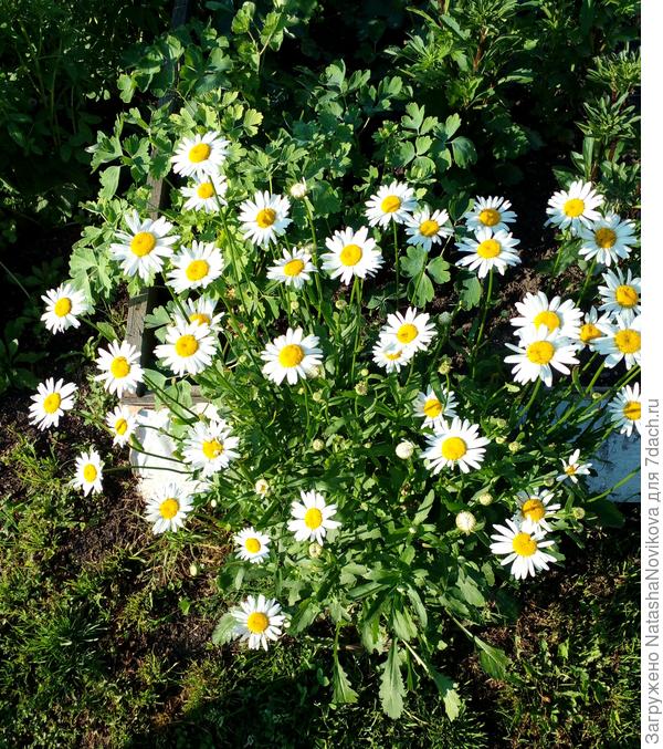 но сами ромашки - это чудески))