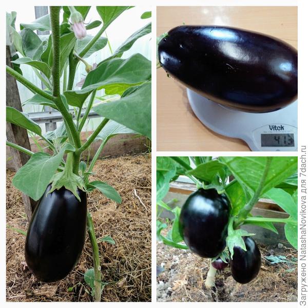 баклажаны раньше томатов созрели, парадокс))