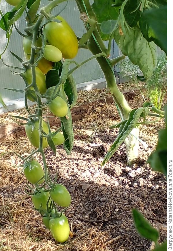 второй кустик ещё совсем зеленый