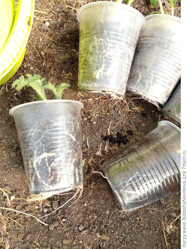 на выгонку из глазков для обновления посадочного материала я то же выращивала в стаканчиках