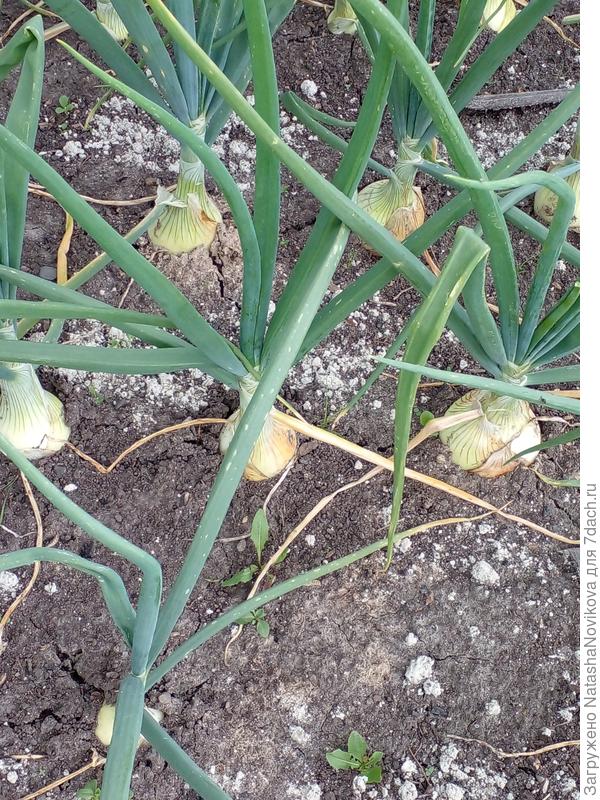 лучок наливается