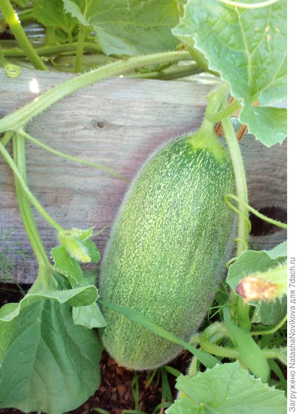 доска 25 см, как она висела и оборвалась