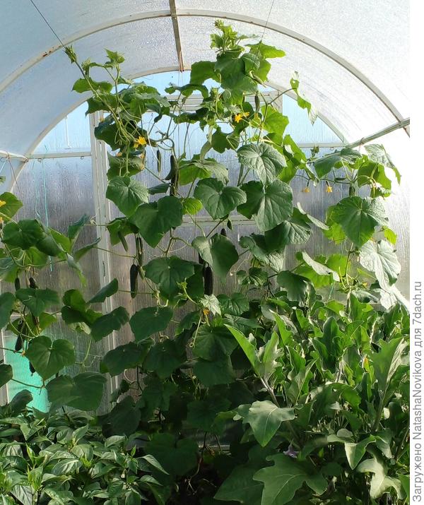 огурчики прут))