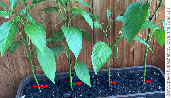 подсыпьте сухой грунт для пасленовых культур, не выше нижнего междоузлия