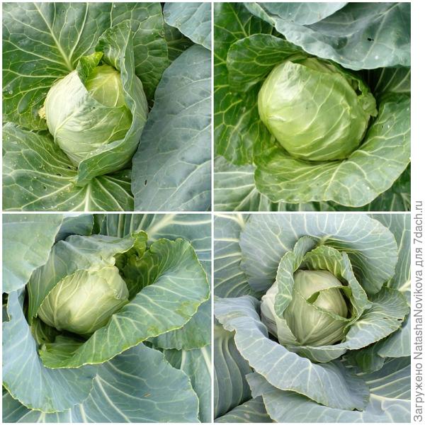 капуста вяжется