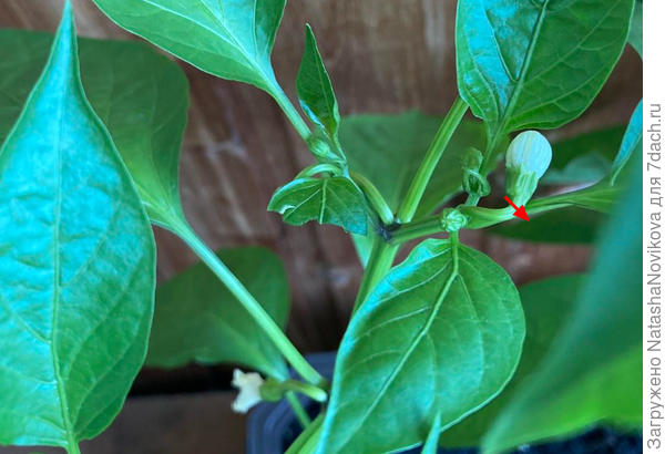 коронный цветочек выщипните