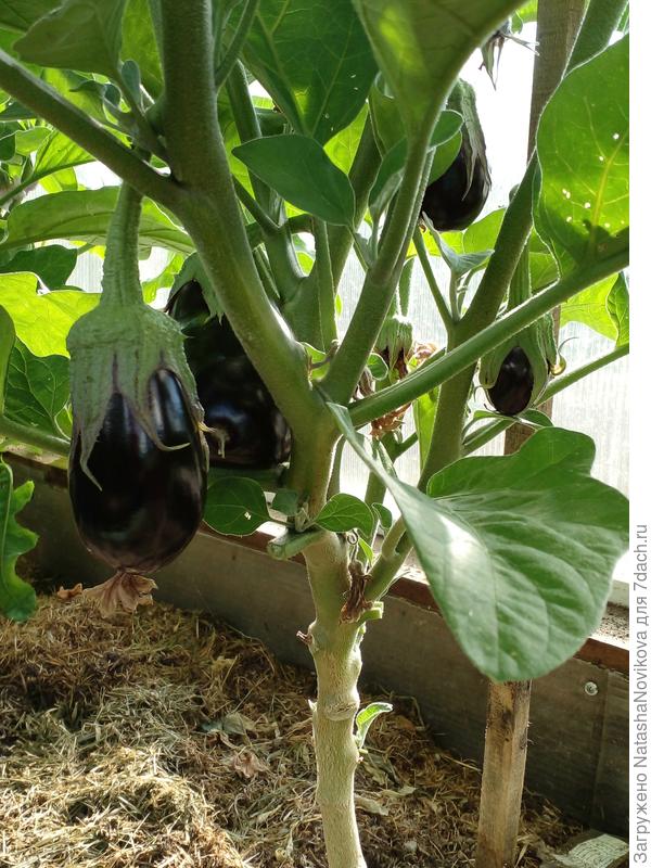 баклажаны наливаются))