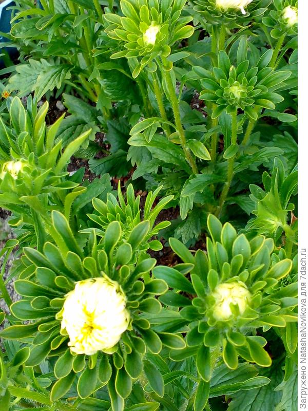 хризантелла зацветает