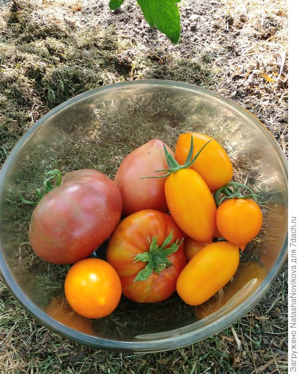 томаты спеют