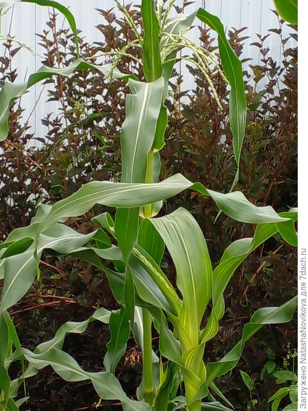 кукурузка колосится