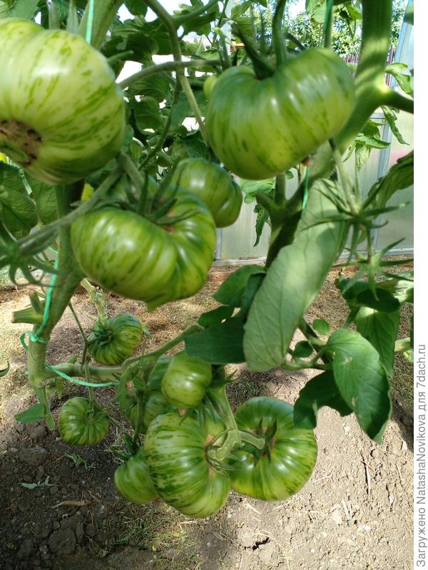 второй куст ещё зеленый, но он успеет поспеть 100%