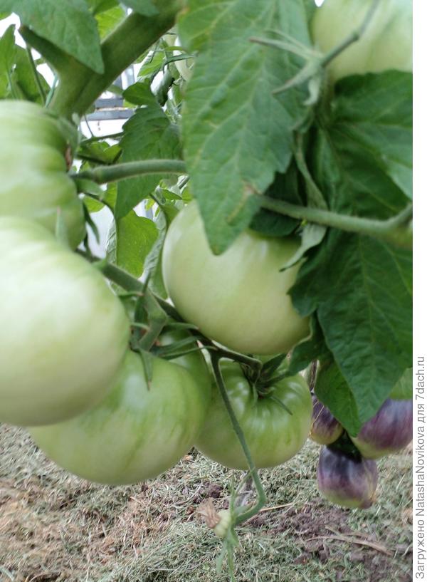 куум не хочет краснеть