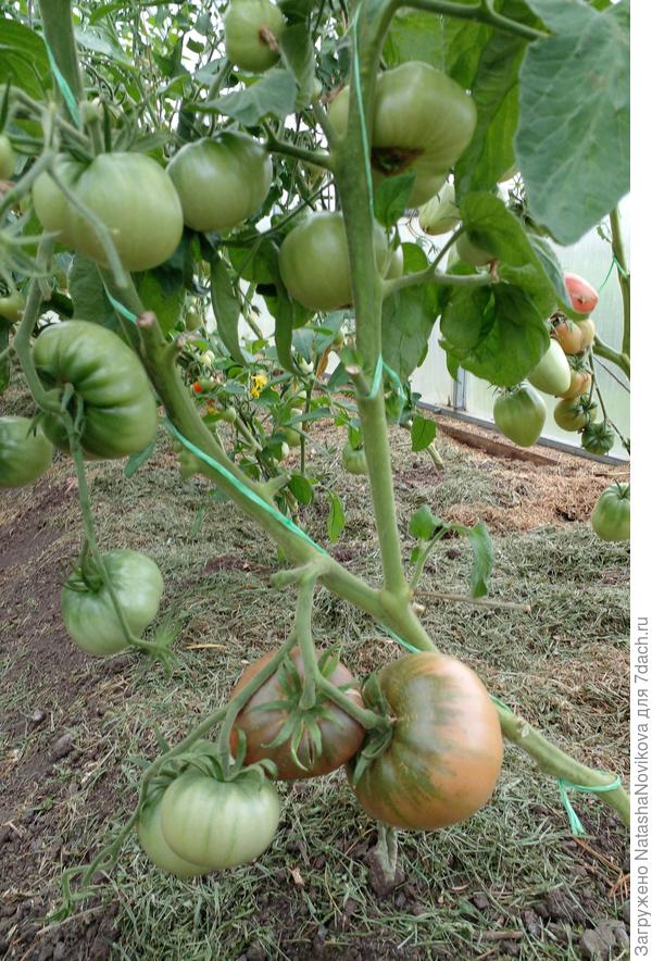 &amp;quot;крутой папа&amp;quot; то же начинает созревать