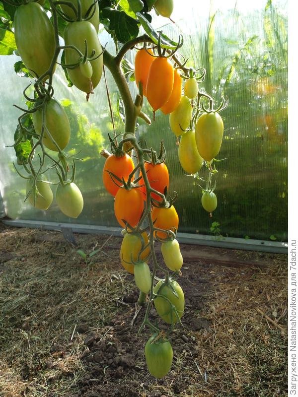 "пламя" имеет ровную окраску без применения подкормок в виде магния и кальция, все томаты растут на подкормках из зеленой бражке.