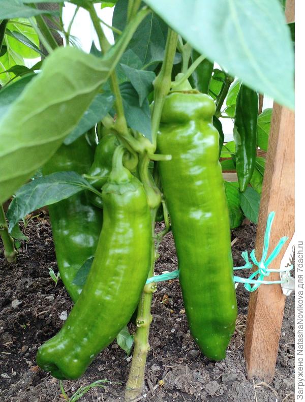 пока не желтеют