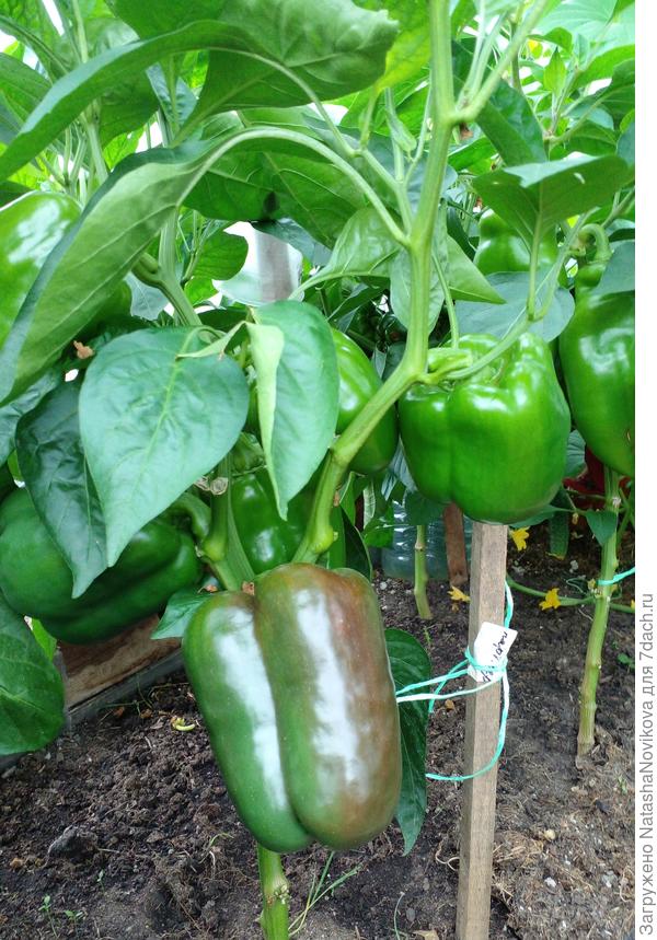 а вот &quot;партнёр&quot; от партнёра уже начинает созревать