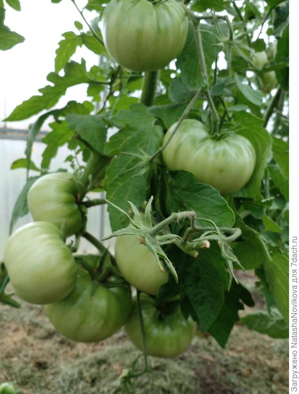 нижняя кисть богатая вторая не очень, третья только начинает вязаться