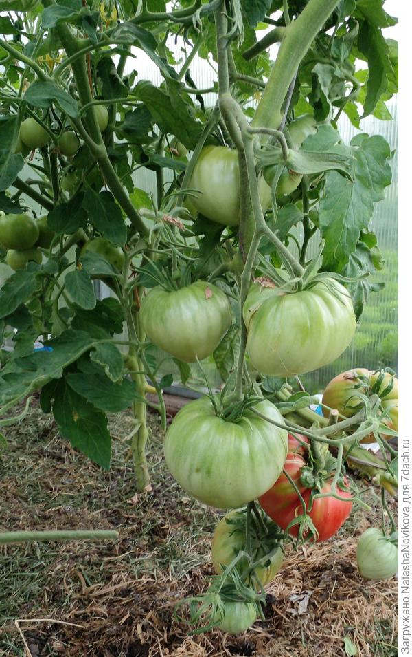 &amp;quot;минусинский&amp;quot; от Леры начинает краснеть